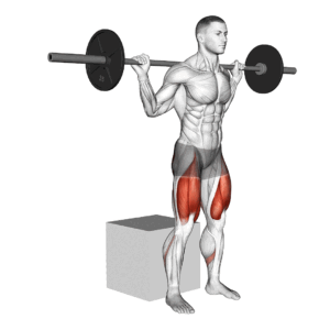 box squat muscles used آموزش حرکت اسکات و لانچ معکوس